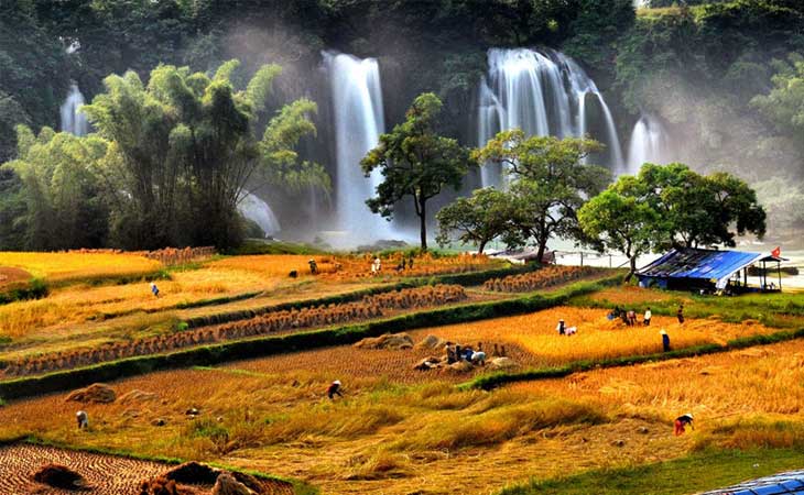 ban gioc waterfall rice field